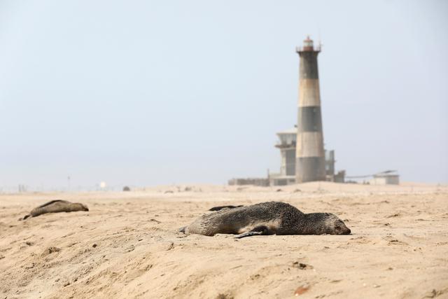 Una foca muerta yace en una playa cerca de Pelican Point, Namibia, el 23 de octubre de 2020. (REUTERS/Karin Coetzee).