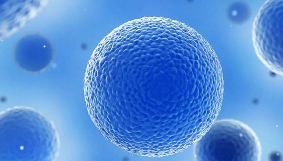 Durante décadas, los científicos pensaron que las cerca de 37,2 billones de células que conforman nuestro cuerpo seguirían dividiéndose y reponiéndose por siempre si se les daba la oportunidad. (GETTY IMAGES)