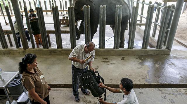 Crean prótesis para la pata de una elefante en Tailandia - 4