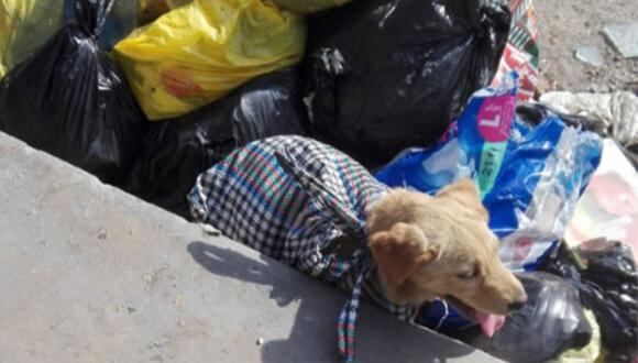 No pasa todos los días, pero sí sucede demasiado seguido que perros, bien vivos como el de la foto, son tirados a la basura en plena luz del día. esto sucedió en Lima, Perú.