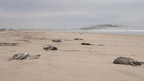 Adicionalmente, se han hallado especies de aves muertas en la Reserva Nacional de Junín. (Foto: Sernanp)