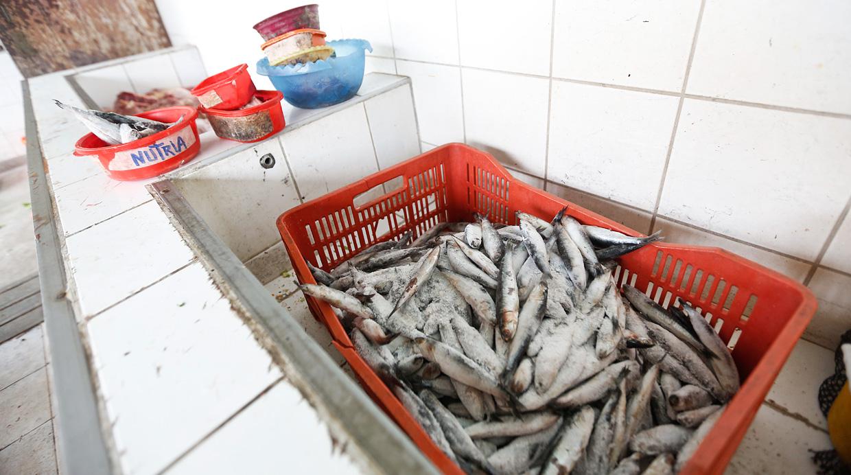 Parque de las Leyendas: cómo y quiénes alimentan a los animales - 5