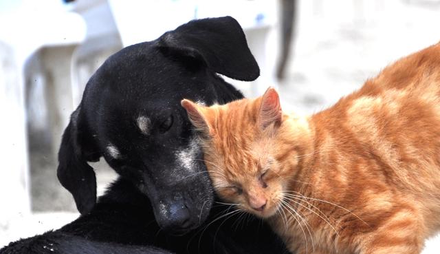 Un perro y un gato lograron cosechar una excelente relación. (Referencial - Pixabay)