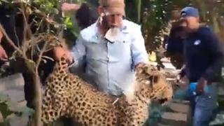 Sacan a un leopardo de un cuarto de lavanderíaen Sudáfrica | VIDEO