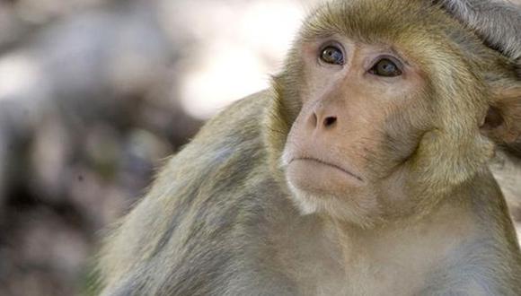 Hallan muerto a bebe secuestrado por un mono en la India. (AP).