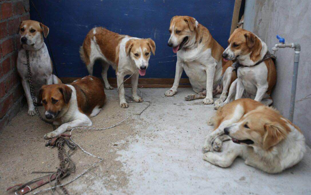 Perros que vivían con indigente fueron llevados a un albergue - 2