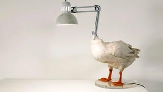 ¿Iluminarías tu casa con un pato disecado? Mira estas lámparas