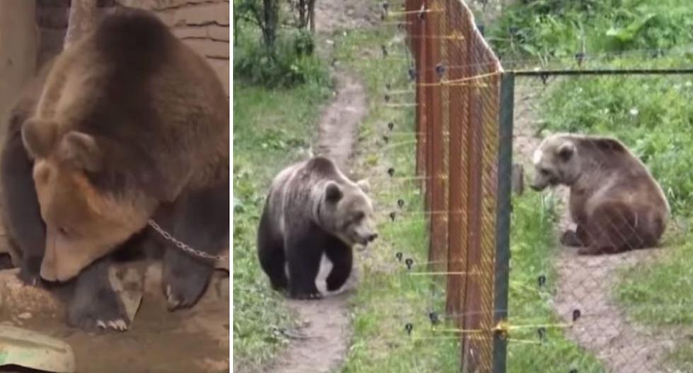 Era el oso más triste y solitario del planeta... hasta que encontró el amor. (Foto: Inside Edition en YouTube)