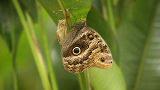 Machu Picchu: el mariposario de la maravilla del mundo [FOTOS]