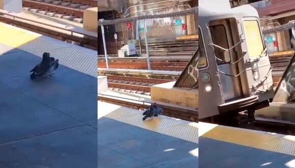 Un hecho aberrante y sin precedentes ocurrió en las vías del tren de Nueva York. Dos palomas asesinaron a otra.  | Foto: @justthingsiguesss