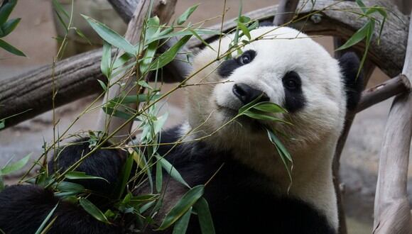 Los antiguos pandas gigantes tenían una dieta variada, similar a la de otros mamíferos que vivían a su lado, de acuerdo con los investigadores. (Foto: Pexels/Referencial)