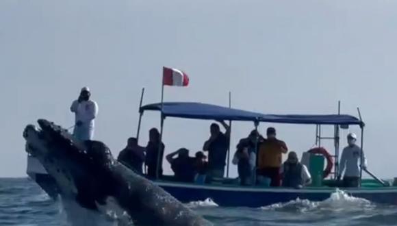 Arrancó el avistamiento de ballenas en Tumbes | (Captura: América Noticias)
