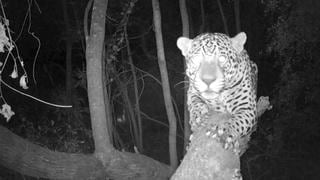 ‘Qaramta’: Crónica de un jaguar enamorado 