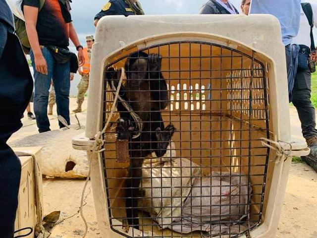 Animales y especies genéticas fueron rescatadas en operativo. (Foto: Ministerio Público - Distrito Fiscal de Loreto)