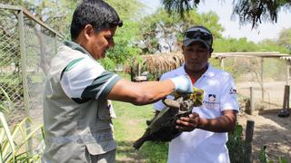 Piura: 26 tortugas galápagos que fueron rescatadas son devueltas a Ecuador