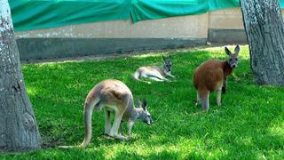 Parque de las Leyendas: canguros rojos son la nueva atracción