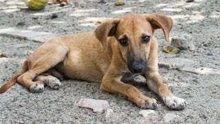 La triste razón por la que un perro se quedó esperando afuera de una comisaría durante un año