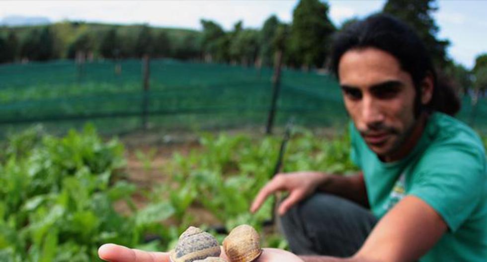 Niños hallan dos kilos de droga al buscar caracoles en el patio de un colegio en Israel. (Andina)