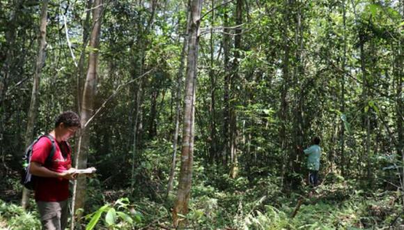 Bioparque Amazónico: Bosque de Huayo fortalecerá conservación de bosques de varillal (Andina)
