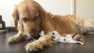 El tierno gesto de un perro con cuatro gatitos adoptados conmueve a miles | FOTOS | VIDEO