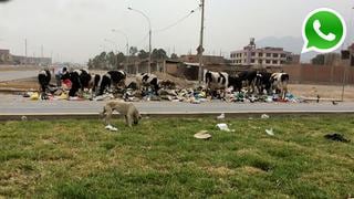 WhatsApp: vacas se alimentan en basural en Carabayllo [FOTOS]