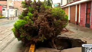 Chorrillos: tierra se traga un árbol tras aniego