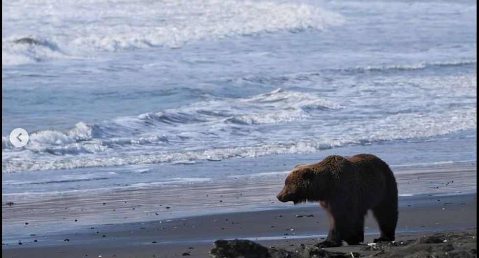 Este incidente entre un oso y un alce ocurrió en la reserva natural de Kronotsky. (Foto: Facebook)