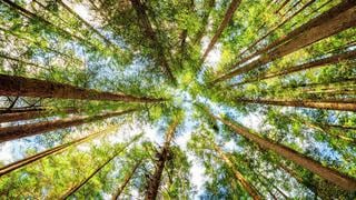 Los bosques tropicales podrían expulsar carbono con el cambio climático