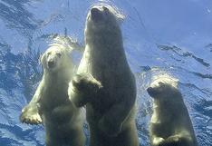 Osa polar le enseña a nadar a sus pequeños cachorros (VIDEO)