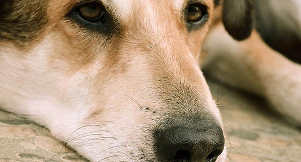 Los perros estornudan por diferentes razones. (Foto: Pixabay)