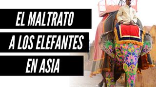La dura y triste vida de los elefantes maltratados en Asia