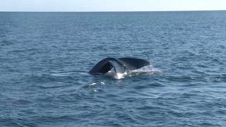 El cambio climático también afecta a las ballenas [VIDEO]