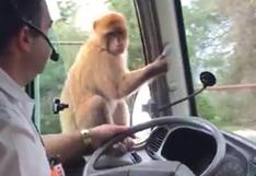 YouTube: mono se vuelve amigo de conductor para robarle comida
