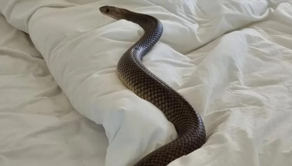 Una serpiente de 2 metros sorprendió a una mujer en Australia