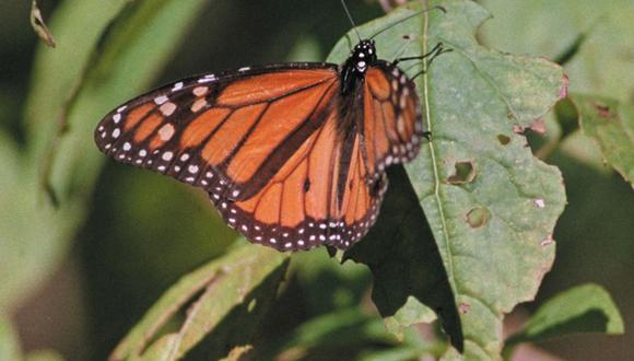 La mariposa monarca es una de las más conocidas de América del Norte. (Foto: AFP)