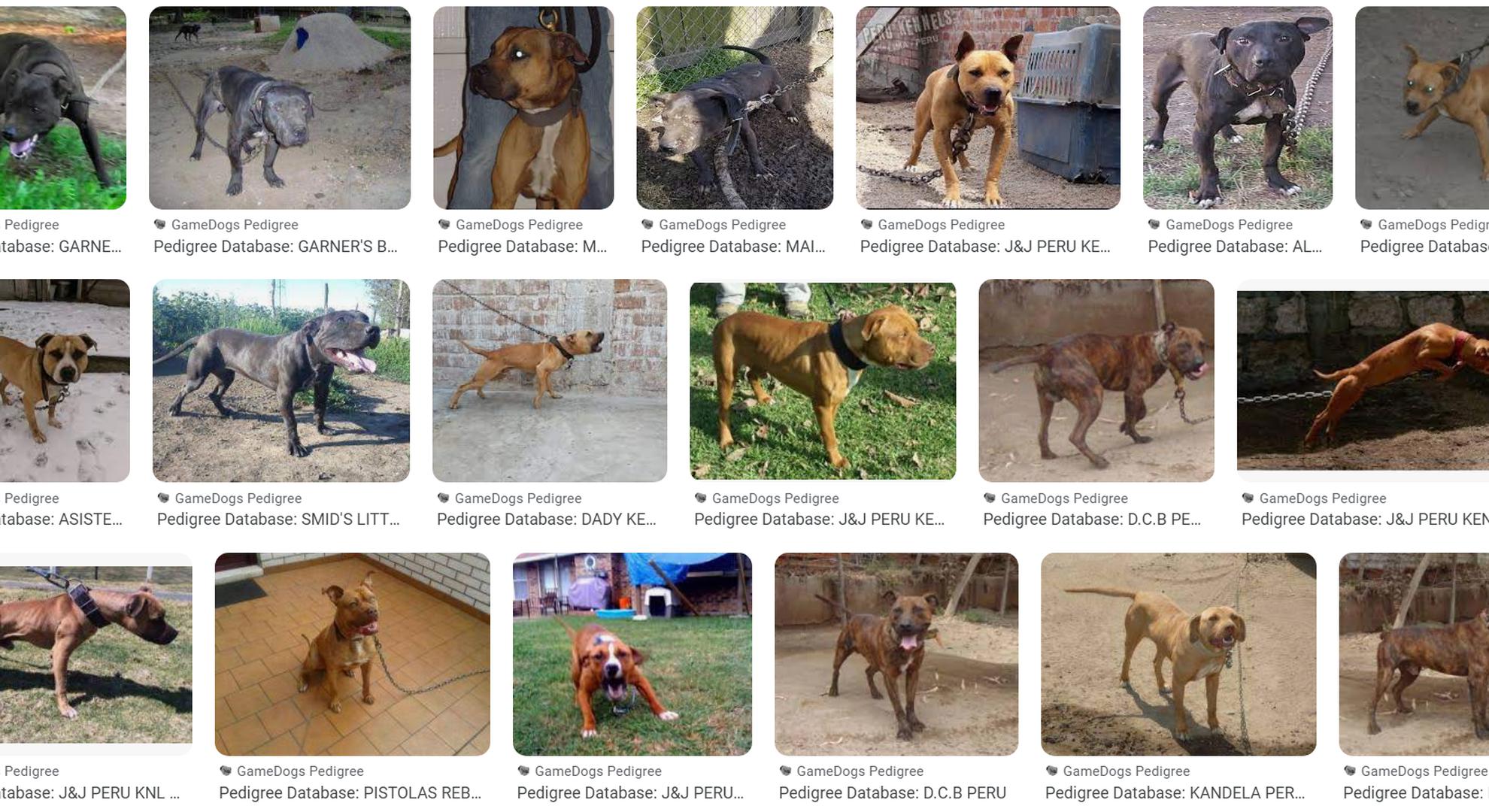 Seis criaderos de perros en el Perú involucrados en peleas clandestinas: los medios y códigos para camuflar la venta de ejemplares