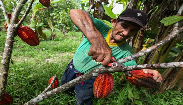 El año pasado se obtuvieron 108 mil toneladas de cacao.  (Foto: Shutterstock).