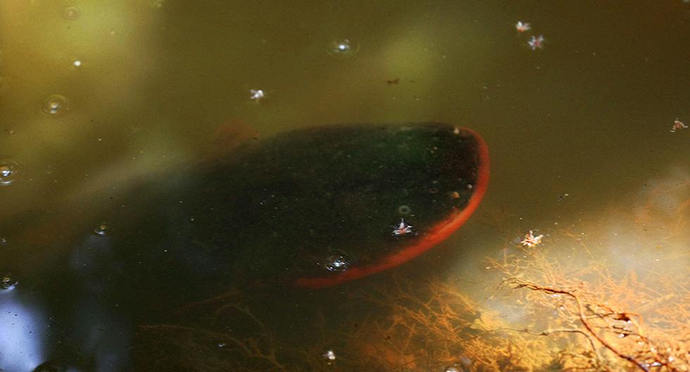 Descubren una nueva especie de anguila eléctrica. (Foto referencial | EFE)