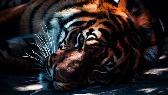 Decenas de personas fueron movilizadas en los últimos meses para cazar a la tigresa. (Pixabay)