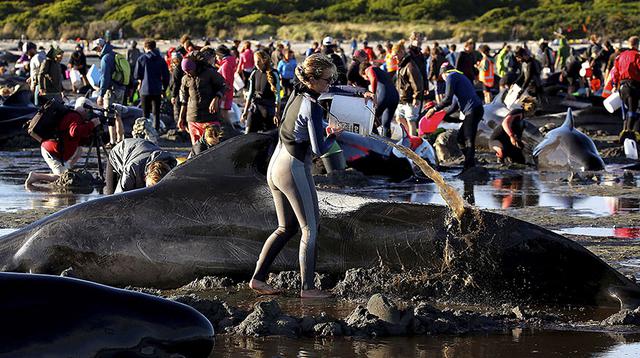 Nueva Zelanda: Voluntarios luchan por salvar a ballenas varadas - 8