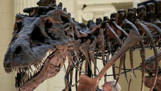 Descubren restos fósiles de dinosaurio carnívoro en Argentina