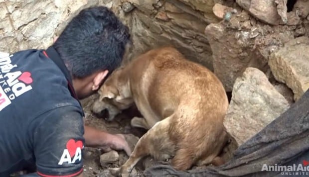 El dramático momento en que un perro intenta salvar a sus crías tras un derrumbe