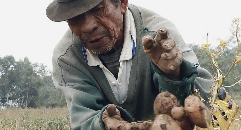 Un hombre recoge papas en un cultivo, este martes, en el municipio de Soracá, departamento de Boyacá (Colombia). (Foto: EFE/ Mauricio Dueñas Castañeda)
