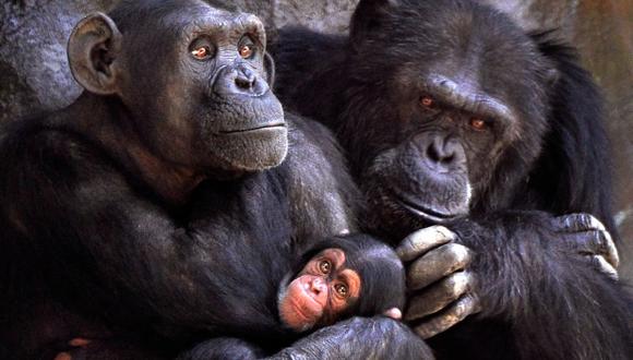 Merck dejará de investigar con chimpancés