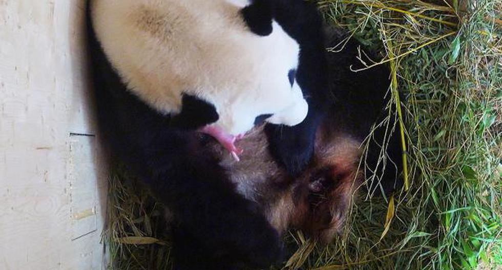 El oso panda Long Hui, de 16 años y padre de los oseznos gemelos Fu Ban y Fu Feng nacidos en agosto en el zoológico de Viena, murió por un paro cardíaco. (Foto: Getty Images)
