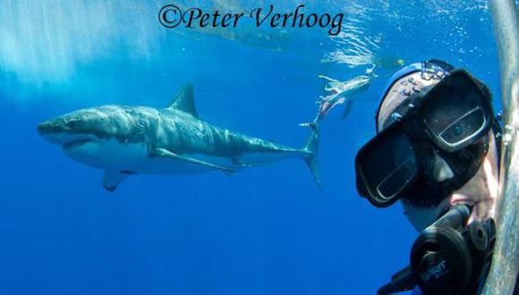 Peter Verhoog, el fotógrafo que se toma selfies con tiburones