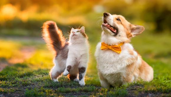 Felicidad y seguridad para tu mascota con Asistencia Pet Club. Obtén hasta el 16% de descuento, gracias a tu suscripción.