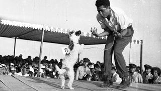 Primer concurso de perros mestizos en Lima