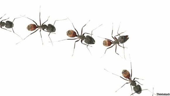 La sorprendente capacidad de las hormigas ante la gravedad