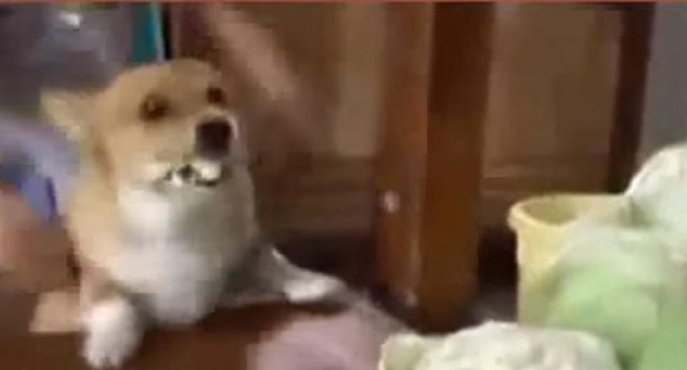 El perro \'lechuguero\' que es sensación en YouTube (YouTube)